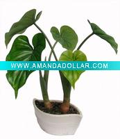 Wholesale 15"DASHEEN PLANT BONSAI X 5 LVS