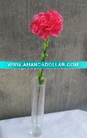 Carnation