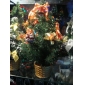 Wholesale Potted christmas tree with pinecone holiday decorations 9bnn26