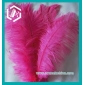 Wholesale Fuschia Hot Pink Ostrich Feather (12-14 Inches Long)