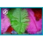 Wholesale Brand New Ostrich Feather for Party Decoration
