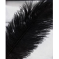 Wholesale New Ostrich Feather 7-8 Inches Long