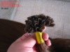 Wholesale top quality low price 22inch Indian Pre-Bonded remy hair extension