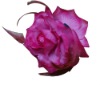 Wholesale Plastic Flower Brooch
