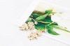 Fashion hot-sale new design dissymmetric boy and girl earing (gold)