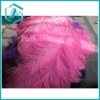 Wholesale Ostrich Feather