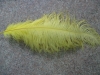 Wholesale ostrich feather