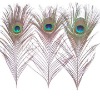 Wholesale earring peacock feather|China peacock feather|peacock decorative feather