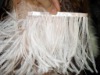 Wholesale Ostrich Feather