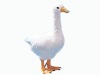Wholesale model toy (goose)