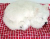 fashion toy dog