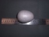 70mm styrofoam egg