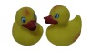 rubber duck
