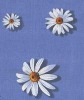Wholesale polyesetr sheeting fabrics