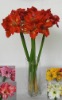 Wholesale artificial flower(Clvia miniata)