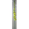 Wholesale Artificial Flower & plant
