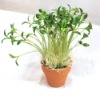 Wholesale bean sprout artificial flower