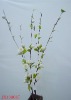 Wholesale 2011 New design of corn skin natural artificial flower