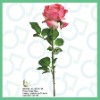 Wholesale Artificial Flower,Single Rose