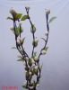 Wholesale 2011 New design of corn skin natural artificial flower
