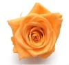 Wholesale 100% natural preserved artificial flower
