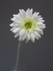 Wholesale high quality gerbera artificial flower