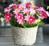 Wholesale Latest Charming & Welcomed Artificial Flower