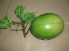 Wholesale Decorative melon