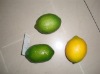 Wholesale Decorative citrus