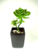 Wholesale Artificial Echeveria Plant