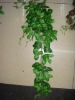 Wholesale house decoration plants