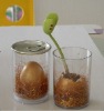 Wholesale Diy magic egg message bean can plant