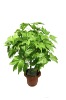 Wholesale Money plant Bonsai
