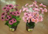 Wholesale artificial mini bonsai--good and hot item for decoration