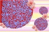 new and charming velvet mat scrapbooking material,can order different designs12inch AF-11146