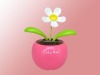 solar doll flower