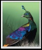 High definition Effects 3D lenticular