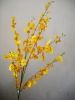 Wholesale Dancing Orchid