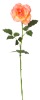 Wholesale 28"FRESH TOUCH GARDEN ROSE X 1 FLW