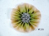 Wholesale decorative flowers