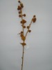 Wholesale artificial plant