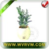 magic plant-sensitive plant