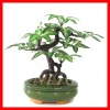 Artificial bonsai