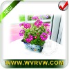 Wholesale magic plant-sensitive plant