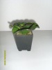 Wholesale Artificial Desert Plants
