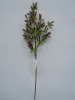 Wholesale artificial plant