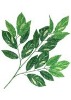 Artificial Leaves