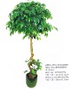 Artificial Ficus Tree