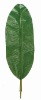 Artificial Leaves