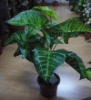 Wholesale artificial plant